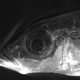 Illustration for article titled There Is a Deadly Secret Hidden in This Fishs Parenting Plan